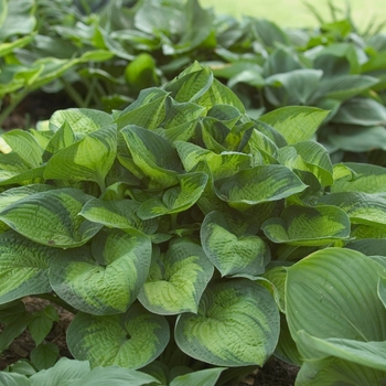 Hosta 'Paradigm' - Paradigm Hosta