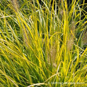 Pennisetum alopecuroides 'JS Jommenick' Pennisetum alopecuroides 'JS Jommenick'