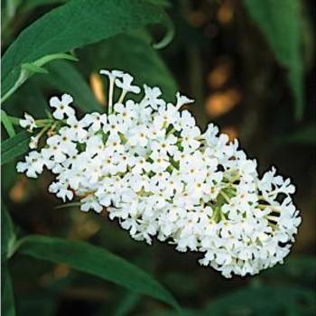 Buddleia davidii 'Buzz Ivory' - Buzz Ivory Butterfly Bush Buddleia davidii 'Buzz Ivory' - Buzz Ivory Butterfly Bush
