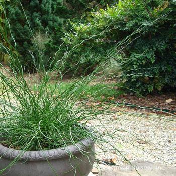 Juncus effusus 'Big Twister' - Big Twister Corkscrew Rush