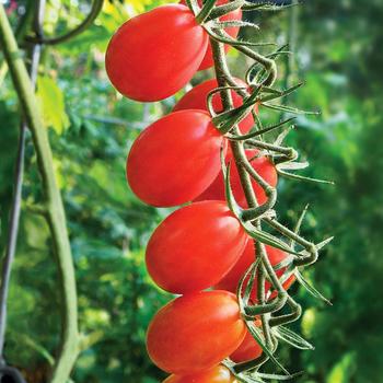 Tomato 'Grape ' - Grape Tomato Tomato 'Grape ' - Grape Tomato