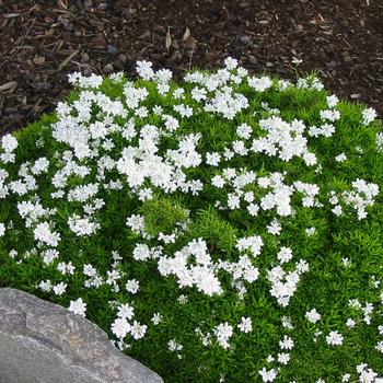 Iberis sempervirens - Snowsation Evergreen Candytuft Iberis sempervirens - Snowsation Evergreen Candytuft