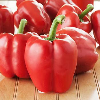 Pepper 'Red Knight' - Red Knight Pepper Pepper 'Red Knight' - Red Knight Pepper