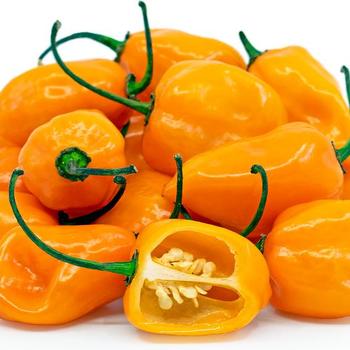 Capsicum 'Habanero' - Habanero Pepper Capsicum 'Habanero' - Habanero Pepper