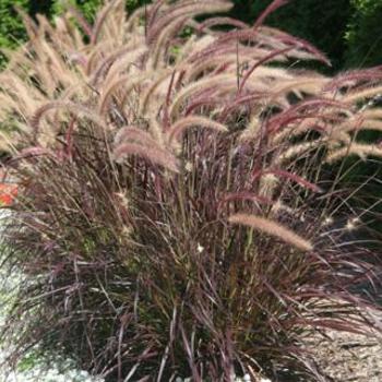 Pennisetum x advenda 'Rubrum' - Purple Fountain Grass 