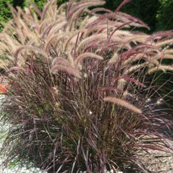 Pennisetum x advenda 'Rubrum' - Purple Fountain Grass Pennisetum x advenda 'Rubrum' - Purple Fountain Grass