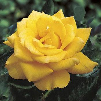 Rose 'Pat.#9,390' - Henry Fonda Tea Rose 