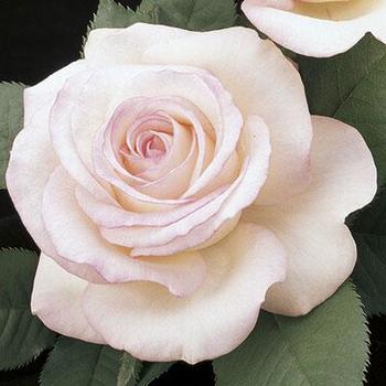 Rose 'cv. WEKcryland' - Moonstone Rose