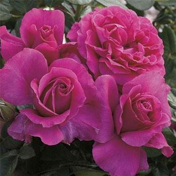 Rose 'Pretty Lady Rose ' - Pretty Lady Rose Tea Rose 