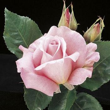 Rose 'Tiffany' - Tiffany Rose