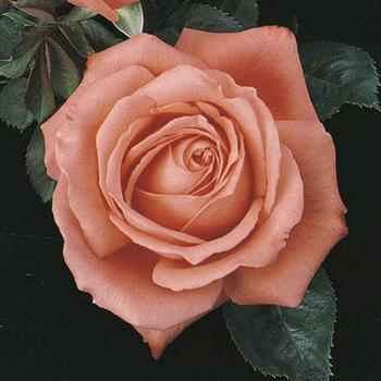 Rose 'Tropicana' - Tropicana Tea Rose