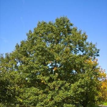 Quercus velutina - Black Oak