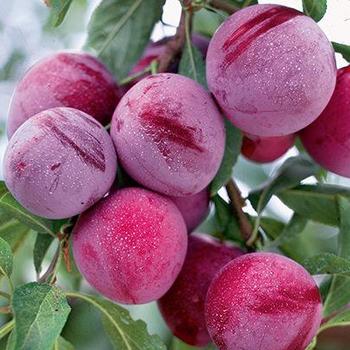 Prunus 'Waneta' - Waneta Plum