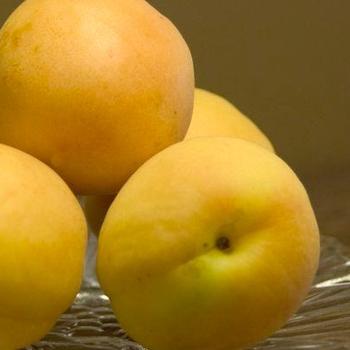 Prunus 'Moongold' - Moongold Apricot