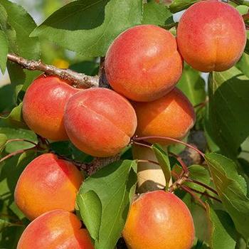 Prunus 'Scout' - Scout Apricot 