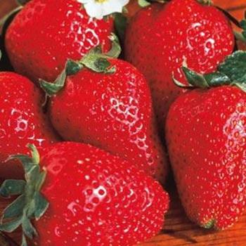 Fragaria ananassa 'Fort Laramie' - Fort Laramie Strawberry Fragaria ananassa 'Fort Laramie' - Fort Laramie Strawberry