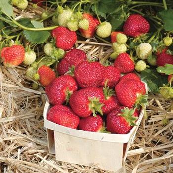 Fragaria x ananassa 'Honeoye' - Honeoyo Strawberry Fragaria x ananassa 'Honeoye' - Honeoyo Strawberry