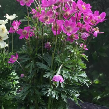 Anemone 'Spring Beauty' - Spring Beauty Windflower Anemone 'Spring Beauty' - Spring Beauty Windflower