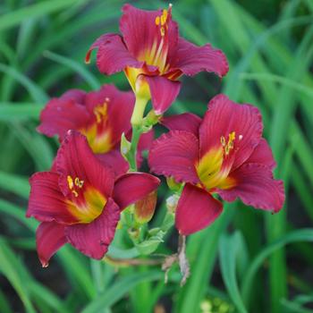 Hemerocallis 'Ruby Stella ' - Ruby Stella Daylily Hemerocallis 'Ruby Stella ' - Ruby Stella Daylily