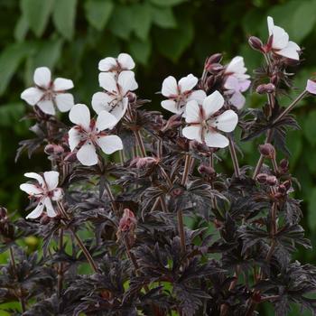 Geranium pratense 'Midnight Ghost ' - Midnight Ghost Geranium Geranium pratense 'Midnight Ghost ' - Midnight Ghost Geranium