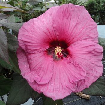 Hibiscus x moscheutos 'Plum Crazy' - Plum Crazy Hibiscus Hibiscus x moscheutos 'Plum Crazy' - Plum Crazy Hibiscus