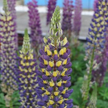 Lupinus 'Staircase Dark Blue & Yellow ' - Dark Blue & Yellow Lupine Lupinus 'Staircase Dark Blue & Yellow ' - Dark Blue & Yellow Lupine