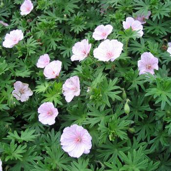 Geranium striatum 'Lancastiense' - Lancaster Geranium Geranium striatum 'Lancastiense' - Lancaster Geranium