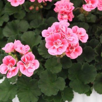 Geranium 'Darko Spanish Wine Rose' - Darko Spanish Wine Rose Geranium Geranium 'Darko Spanish Wine Rose' - Darko Spanish Wine Rose Geranium