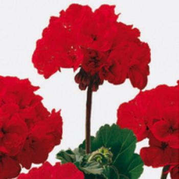 Geranium 'Darko Velvet Red' - Darko Velvet Red Geranium Geranium 'Darko Velvet Red' - Darko Velvet Red Geranium