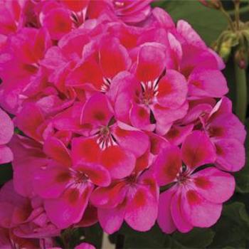Geranium 'Tango Rose Splash' - Tango Rose Splash Geranium Geranium 'Tango Rose Splash' - Tango Rose Splash Geranium