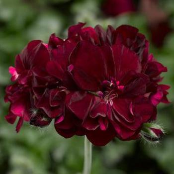 Geranium 'Ivy League Burgundy ' - Ivy League Burgundy Geranium Geranium 'Ivy League Burgundy ' - Ivy League Burgundy Geranium