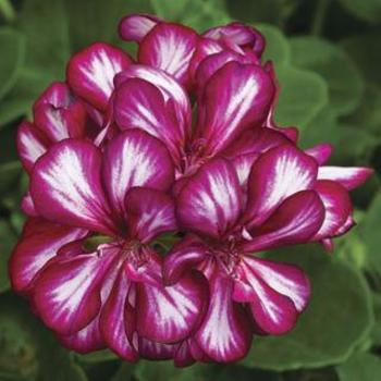 Geranium 'Ivy League Burgundy Bicolor ' - Ivy League Burgundy Bicolor Geranium Geranium 'Ivy League Burgundy Bicolor ' - Ivy League Burgundy Bicolor Geranium