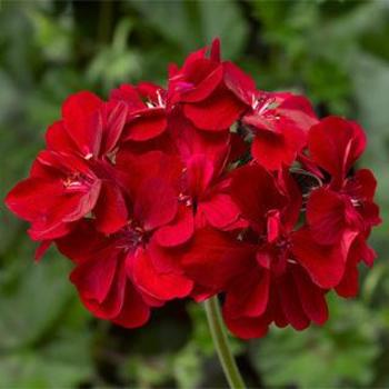 Geranium 'Ivy League Red' - Ivy League Red Geranium Geranium 'Ivy League Red' - Ivy League Red Geranium