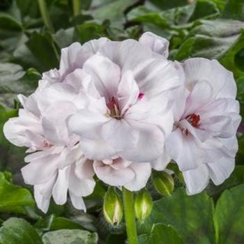 Geranium 'Ivy League White ' - Ivy League White Geranium Geranium 'Ivy League White ' - Ivy League White Geranium