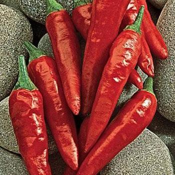 Pepper 'Anaheim' - Anaheim Pepper Pepper 'Anaheim' - Anaheim Pepper