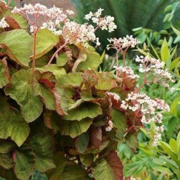 Begonia 'Art Hodes ' - Art Hodes Begonia Begonia 'Art Hodes ' - Art Hodes Begonia
