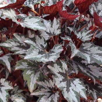 Begonia 'Rex Bewitched White ' - Rex Bewitched White Begonia Begonia 'Rex Bewitched White ' - Rex Bewitched White Begonia