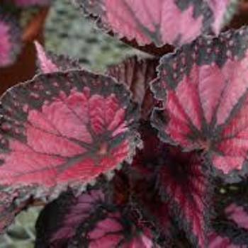 Begonia 'Rex Dibs Rothko' - Rex Dibs Rothko Begonia Begonia 'Rex Dibs Rothko' - Rex Dibs Rothko Begonia