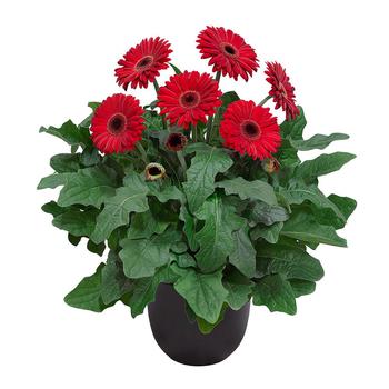 Gerbera Jamesonii 'Patio Sedona ' - Patio Sedona Gerbera Daisy Gerbera Jamesonii 'Patio Sedona ' - Patio Sedona Gerbera Daisy