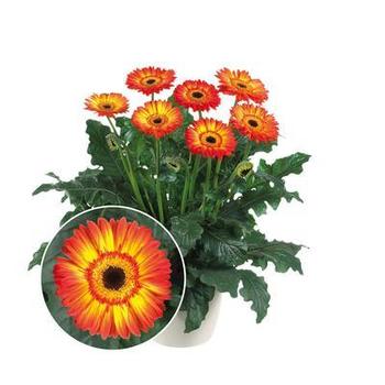 Gerbera Jamesonii 'Patio Volcanoes' - Patio Volcanoes Gerbera Daisy Gerbera Jamesonii 'Patio Volcanoes' - Patio Volcanoes Gerbera Daisy