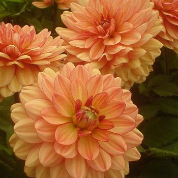 Dahlia 'GoGo Peach ' - GoGo Peach Dahlia Dahlia 'GoGo Peach ' - GoGo Peach Dahlia