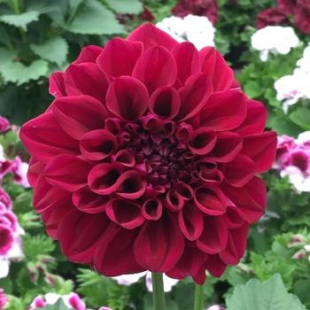 Dahlia 'GoGo Purple' - GoGo Purple Dahlia Dahlia 'GoGo Purple' - GoGo Purple Dahlia