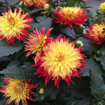 Dahlia Dahlinova Hypnotica 'Icarus' - Hypnotica Icarus Dahlia Dahlia Dahlinova Hypnotica 'Icarus' - Hypnotica Icarus Dahlia