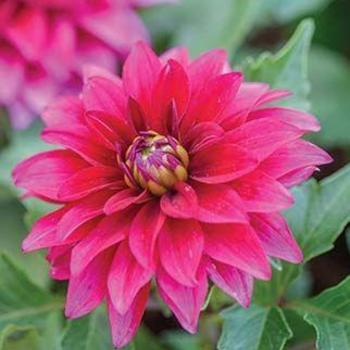 Dahlia 'Labella Maggiore Purple' - 'Purple Improved' Dahlia Dahlia 'Labella Maggiore Purple' - 'Purple Improved' Dahlia