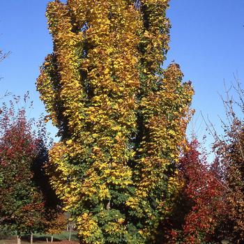 Acer platanoides 'Columnar' - Columnar Norway Maple