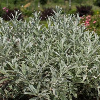 Salix candida 'Jefberg' - Iceberg Alley® Sageleaf Willow