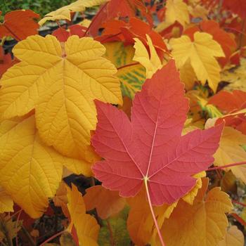 Acer pseudoplatanus 'Tunpetti' - Regal Petticoat Maple