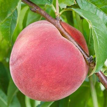 Prunus 'Bailey Hardy' - Bailey Hardy Peach 
