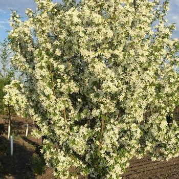 Malus x 'Jeflite' - Starlite® Crabapple