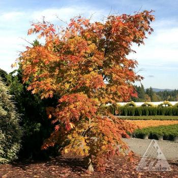 Acer x pseudosieboldianum 'Arctic Jade' - Arctic Jade® Maple